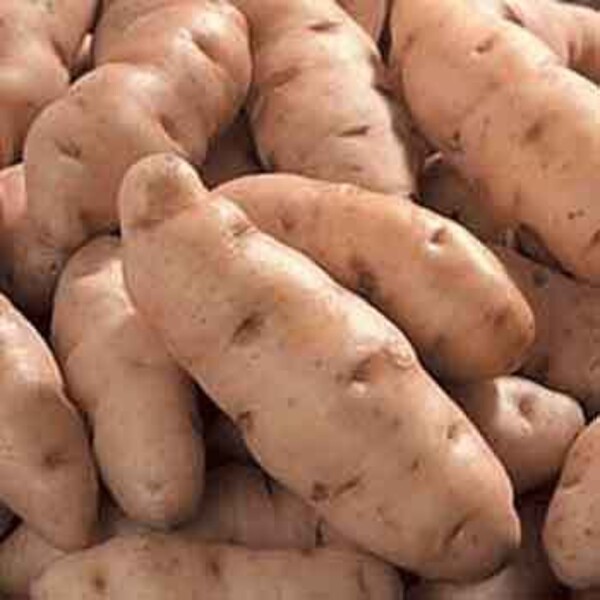 Картофель дикий Аня, Wild potatoes fingers Anya, 10 клубней