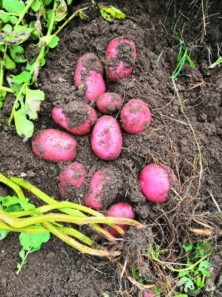 Картофель Шарвари Пирошка, Sarvari piroska potatoes, 10 клубней
