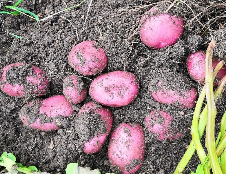 Картофель Шарвари Пирошка, Sarvari piroska potatoes, 10 клубней