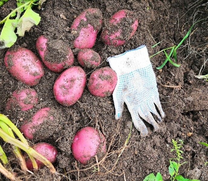 Картофель Шарвари Пирошка, Sarvari piroska potatoes, 10 клубней