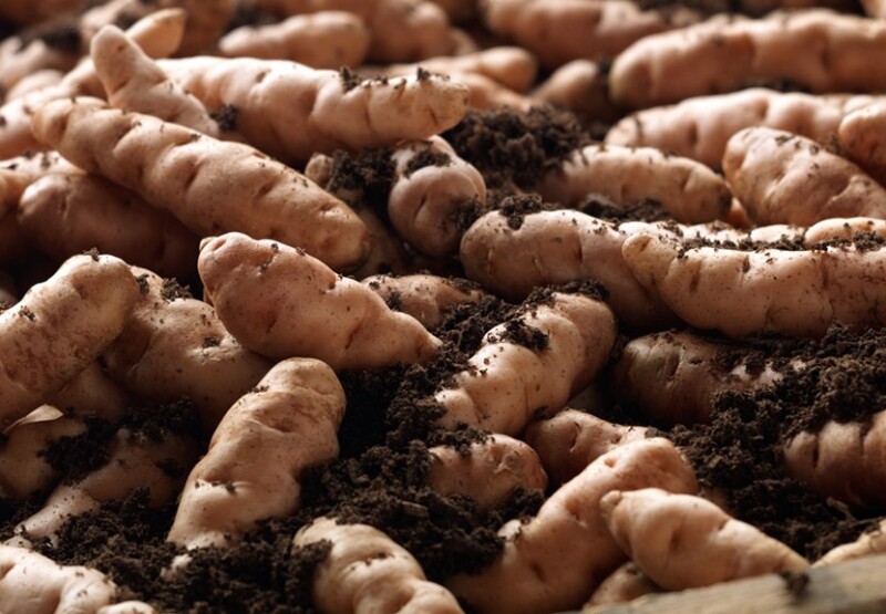 Картофель дикий Аня, Wild potatoes fingers Anya, 10 клубней