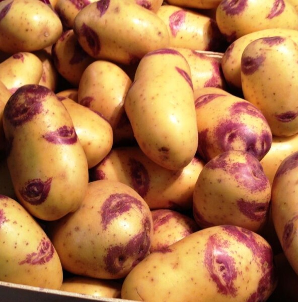 Картофель Блю Белле, Голубой Колокольчик, Улыбка картофель, 10 клубней