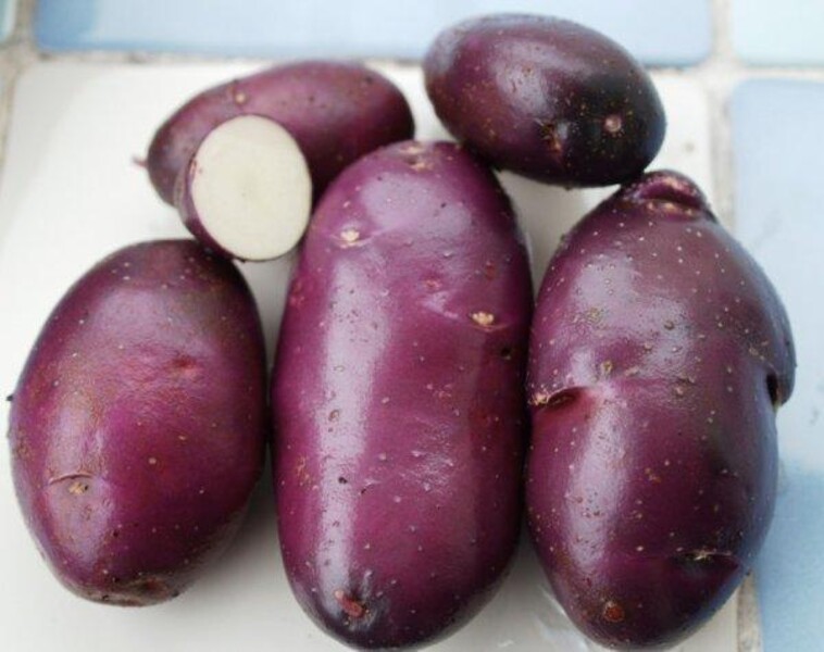 Картофель Голубой Дунай, Blue Danube potatoes