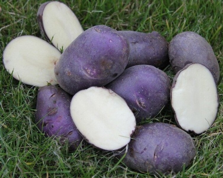 Картофель Голубой Дунай, Blue Danube potatoes