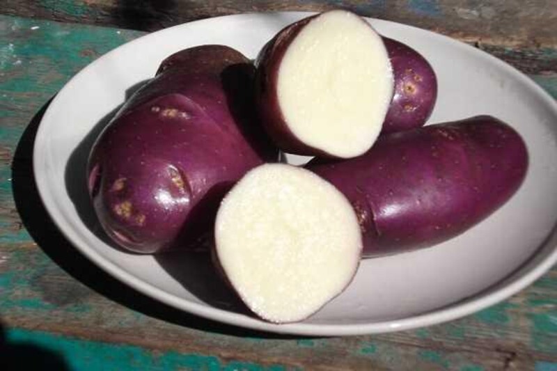 Картофель Голубой Дунай, Blue Danube potatoes
