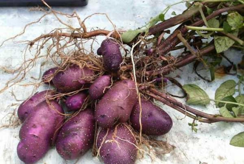 Картофель Голубой Дунай, Blue Danube potatoes