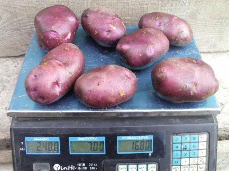 Картофель Голубой Дунай, Blue Danube potatoes