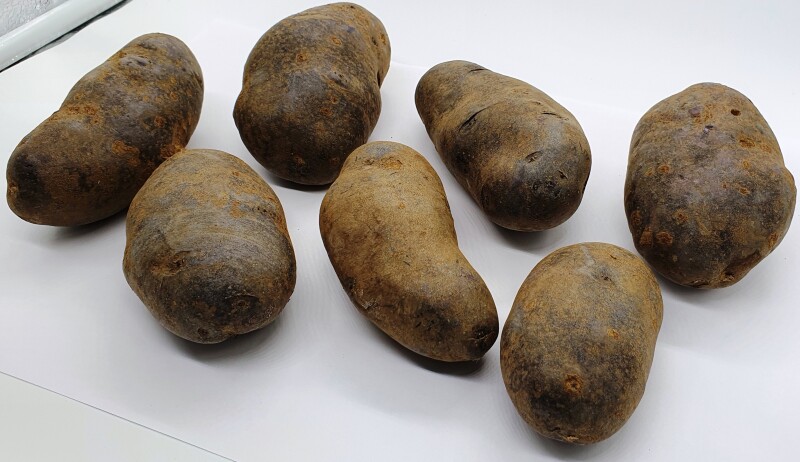 Картофель фиолетовый Purple Congo, 10 клубней