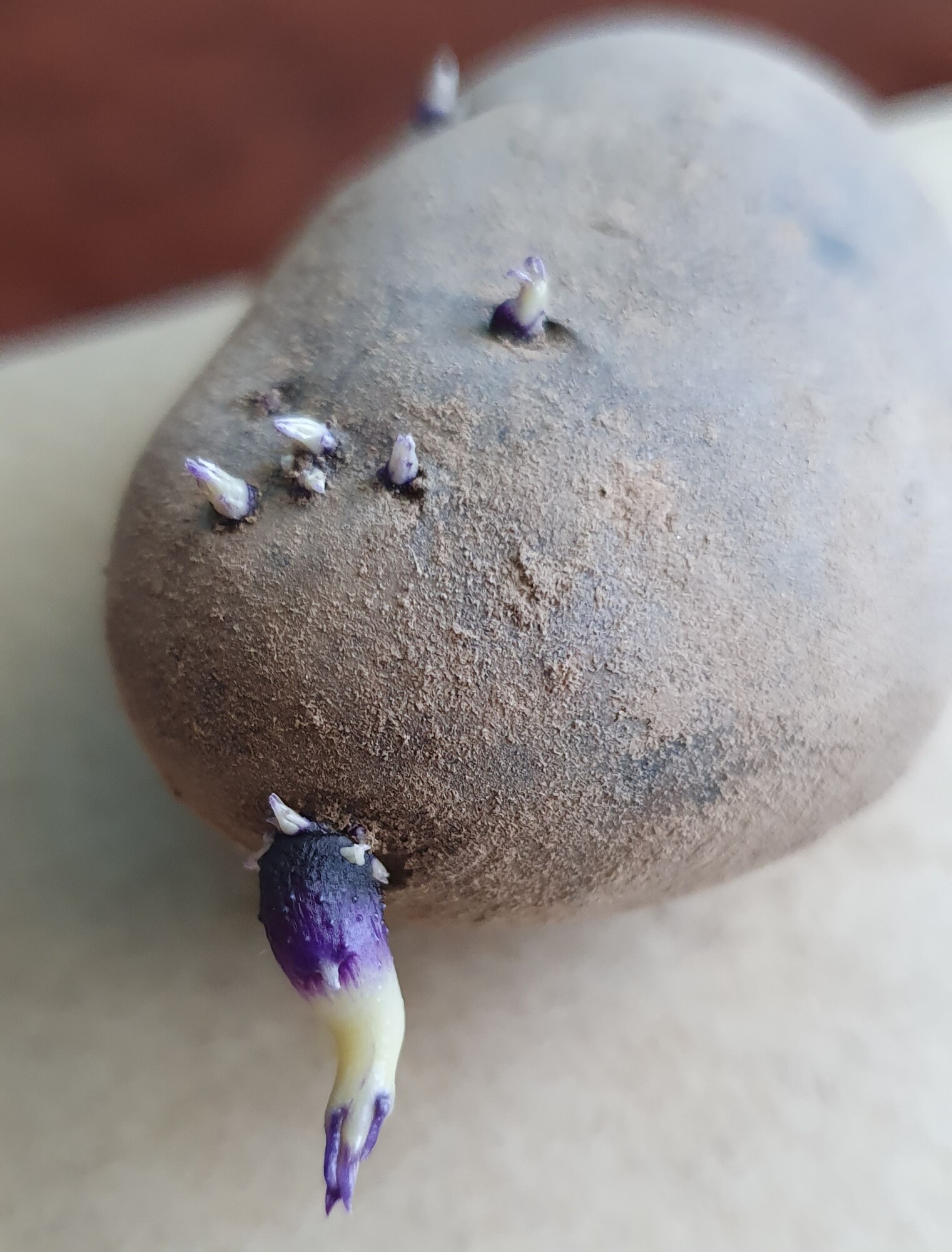 Картофель фиолетовый Purple Congo
