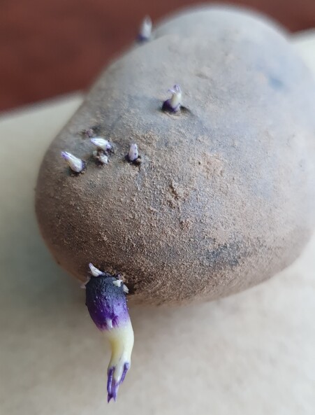 Картофель фиолетовый Purple Congo
