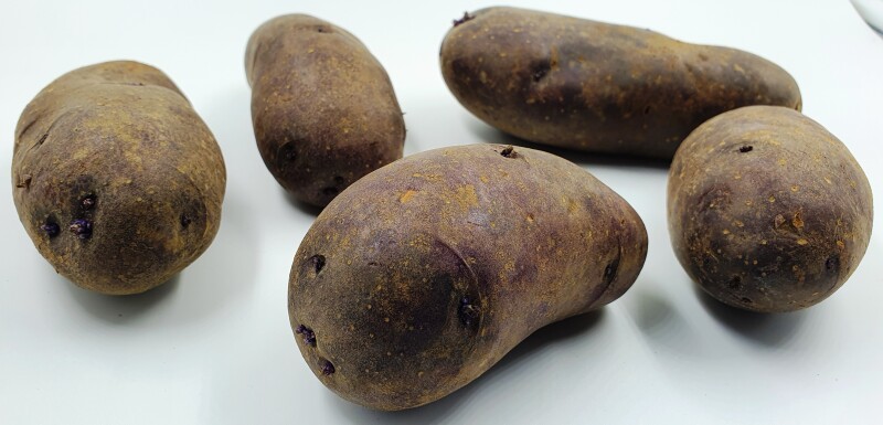 Картофель Голубой Дунай, Blue Danube potatoes