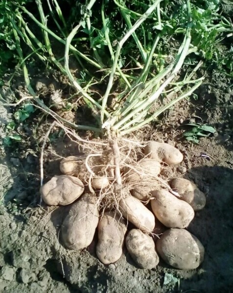 Картофель Сынок (Богатырь), 1 кг