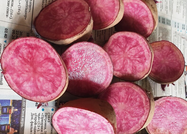 Картофель Горная Роза, Mountain Rose