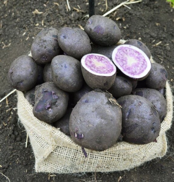 Картофель фиолетовый Индиго
