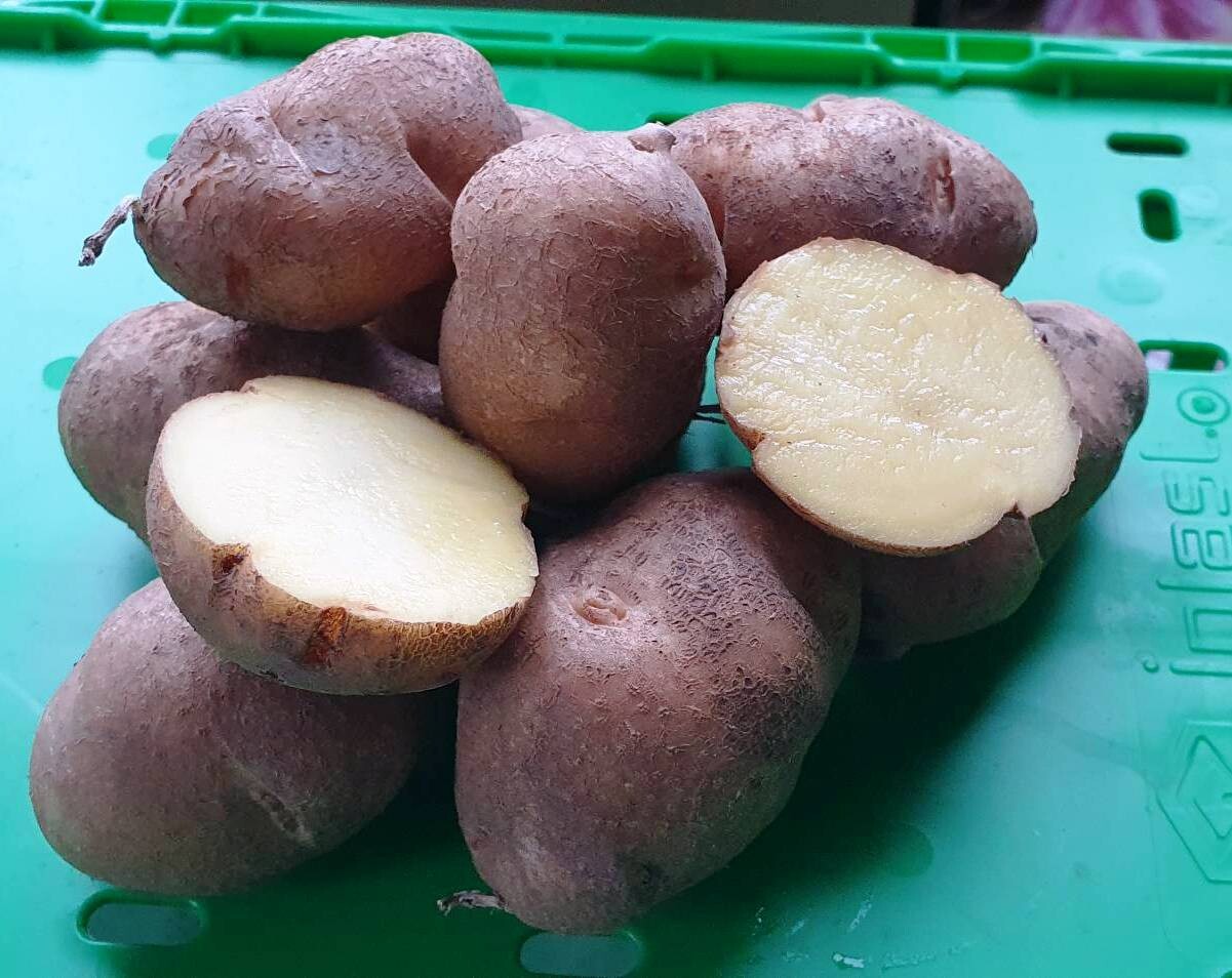 Картофель дикий Озетт, Ozette potato wild