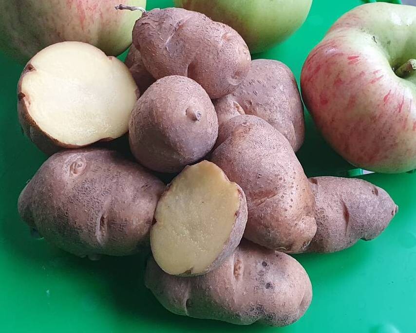 Картофель дикий Озетт, Ozette potato wild